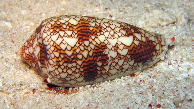 The cone snail is a common target for pain relief drugs.