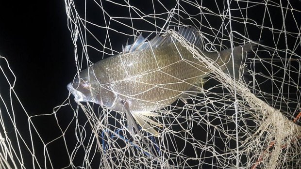 A bream entangled in the illegal net.