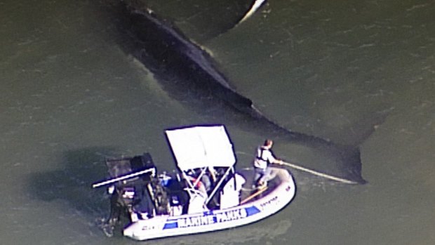 A boat crew assists a whale trapped in Moreton Bay off Shorncliffe.
