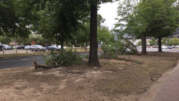 A Canberra windstorm saw trees felled throughout the city, including in Torrens Street, Braddon.