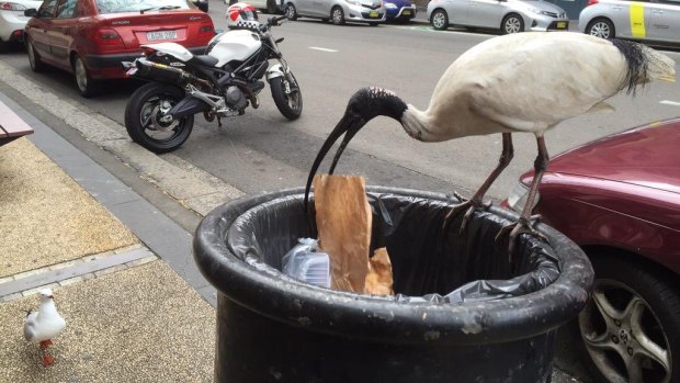 The 'bin chicken' in its adopted city environment with a seagull admirer.