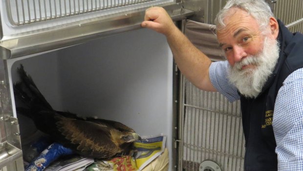 University of Queensland specialist avian veterinarian Associate Professor Bob Doneley is caring for juvenile wedge-tailed eagle Eva.