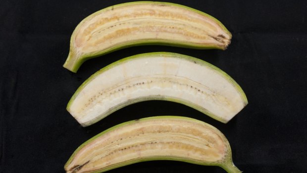 The banana flesh of a pro-vitamin A-enriched banana is orange rather than cream colour. 