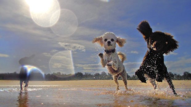 Alan Nicol won second place and $300 for a stunning shot of two poodles cooling off at Moruya Heads.