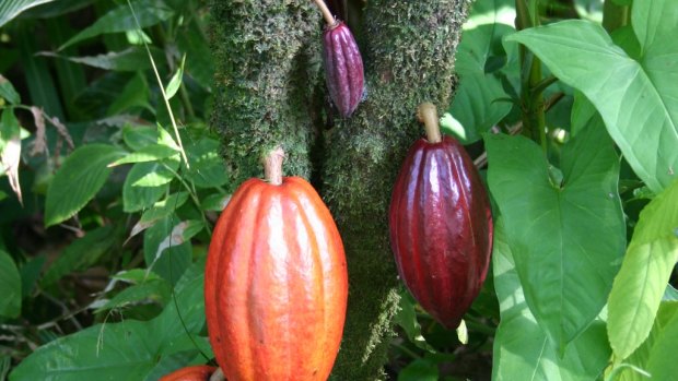Cocoa pods in varying levels of ripeness growing on the trunk of a tree. 