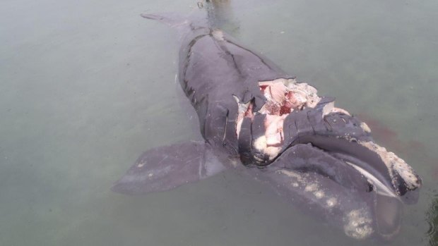 A whale that was struck by a boat and killed in Moreton Bay has been found near Peel Island.