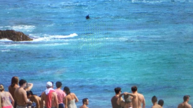 Beachgoers watch the shark at North Bondi on Saturday afternoon.