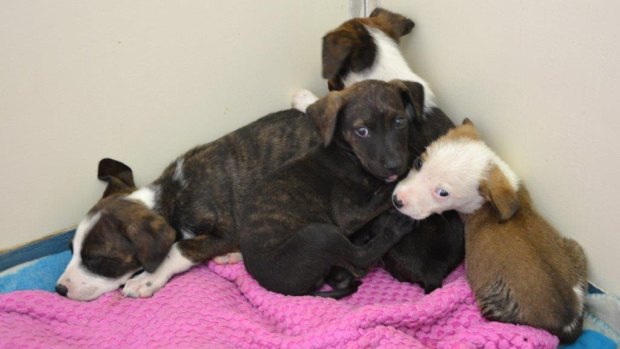 Nine puppies were found abandoned and beaten near Kingsford Smith Drive in Higgins in January, one with injuries so severe it was put down.
