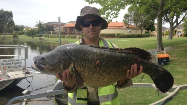 The 15kg cod was found in a Canning Vale lake. 