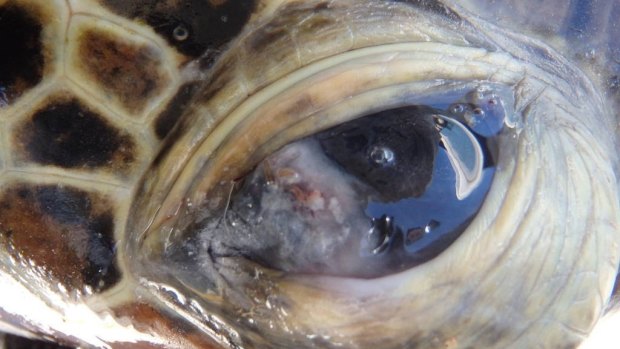 A quarter of the 161 turtles examined at Upstart Bay this year had mild to severe eye lesions.