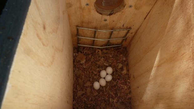 Birds have already laid eggs inside the boxes ready for hatching new life.