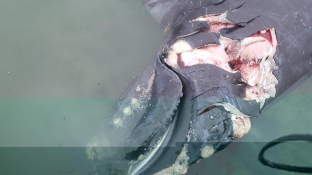 A whale that was struck by a boat and killed in Moreton Bay has been found near Peel Island.