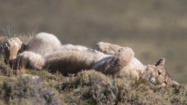 The Chilean government hauled a protective cloak over its pumas in the 1970s, but they've been hunted to near threatened status.