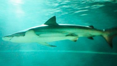 Just When You Thought It Was Safe To Go Back In The Water The Sharks Show Up