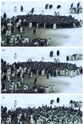 Three photos showing the dynamic nature of emperor penguin huddling at Adelie Land, Antarctica.