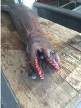The frilled shark caught off Lakes Entrance in south-eastern Victoria.