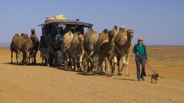 Kye Schaaf  leading camels across the Strezlecki track,just outside Lyndhurst SA  in winter 2005.
