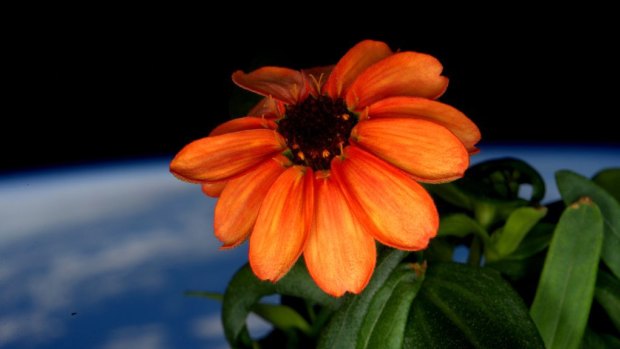 Space station commander Scott Kelly shows a zinnia flower out in the sun at the International Space Station. 