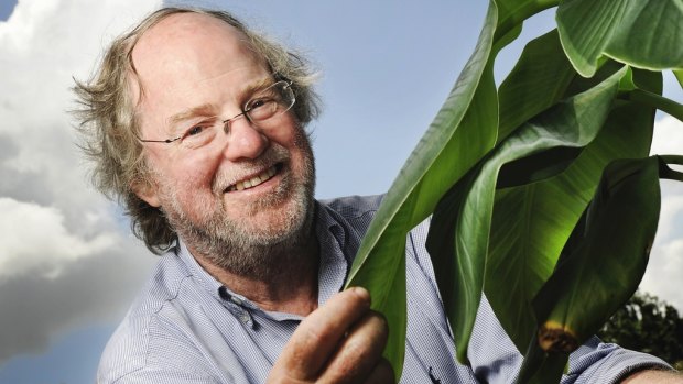 QUT's Professor James Dale is taking on a fungus which tricks bananas into killing themselves. 