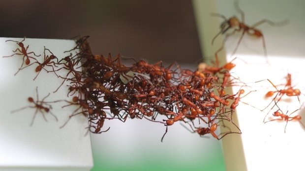 Ants use their bodies to bridge two table tops.