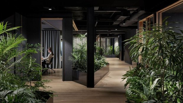 Natural wood and plants adorn Slack's Melbourne office, designed by Breathe Architecture.