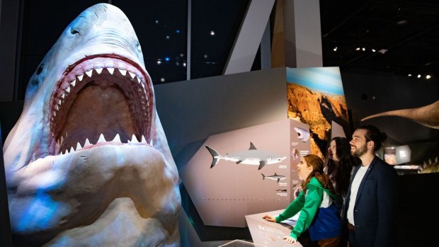 A shark exhibit at WA Museum Boola Bardip Perth.
