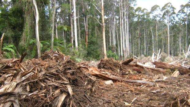 Logging in the Orbost Forest District in East Gippsland in 2010.