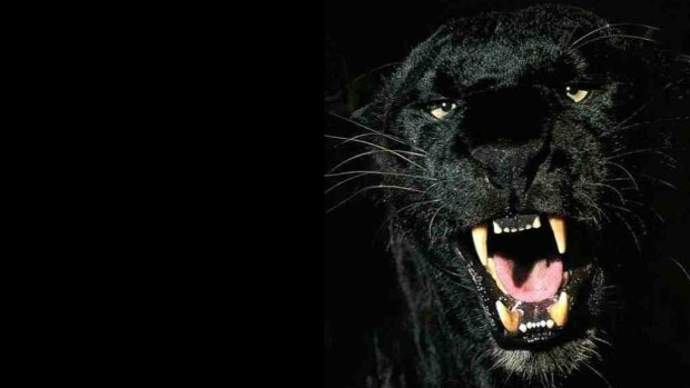 Is there a black panther living in the Sunshine Coast Hinterland?