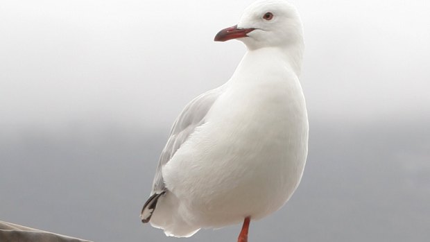 The author has his own, suitably poignant, reasons for hoping one-legged gulls can live long lives.