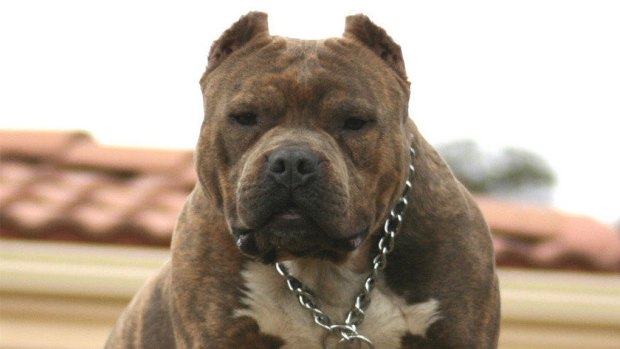 An American pit bull. The Canberra Liberals will table dangerous dog legislation this week.