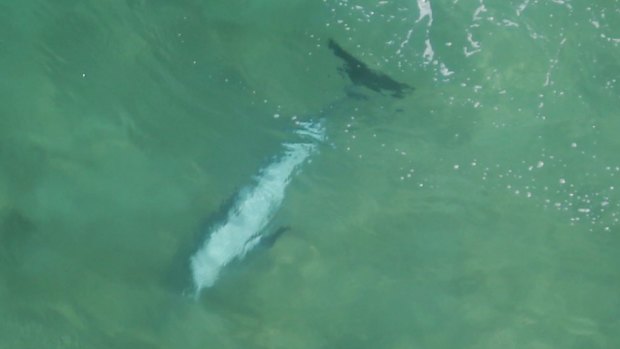A dead dolphin at the bottom of the ocean about 30 metres from the shark.