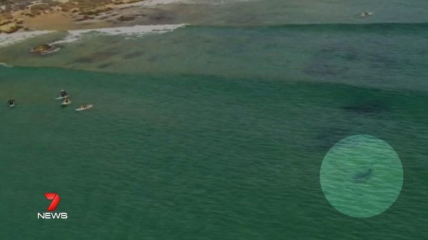 A shark spotted by a news helicopter at Watego's Beach in Byron Bay.