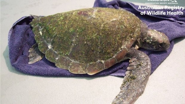 Turtles that find their way to the wildlife hospital at Taronga Zoo regularly face plastic bag-related health problems.