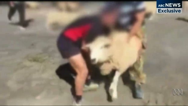 The King's School has been criticised after footage emerged of students tackling sheep.
