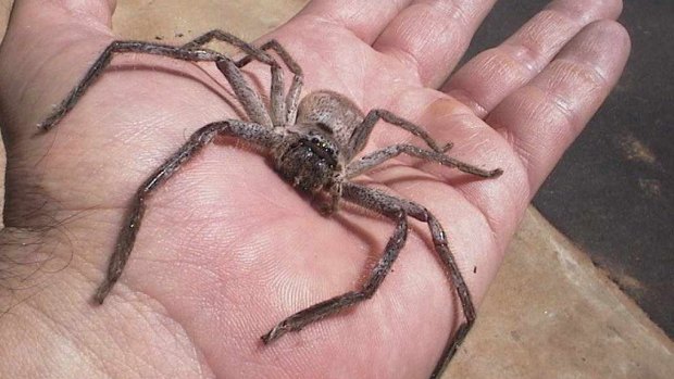 The huntsman spider is large but rarely bites.