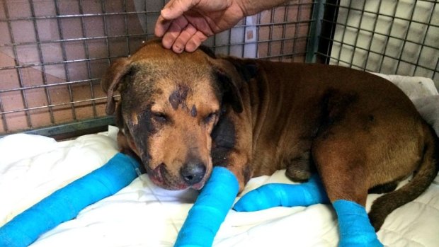 The Pilbara dog is recovering after sustaining several injuries.