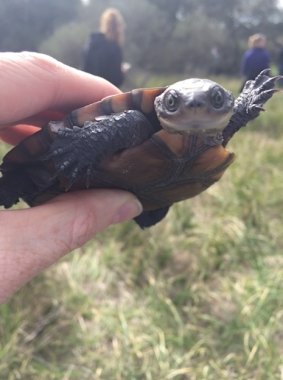 The western swamp tortoise is Australia's most endangered reptile.