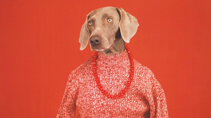 What can William Wegman's dogs tell us about being human?