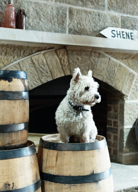 Happy Gilmore –  Shene Estate's distillery dog.