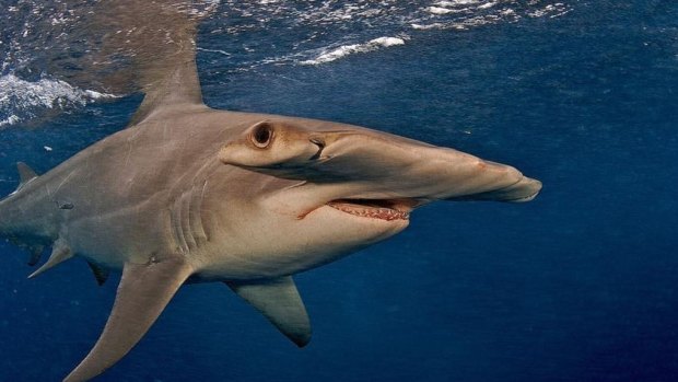The great hammerhead shark is one of the large species at risk.