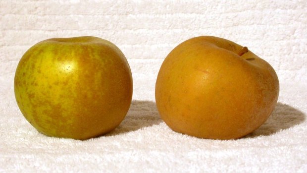 Of the eye: Russetted apples have a rougher, brownish skin but are "delicious", says Anna Lee.