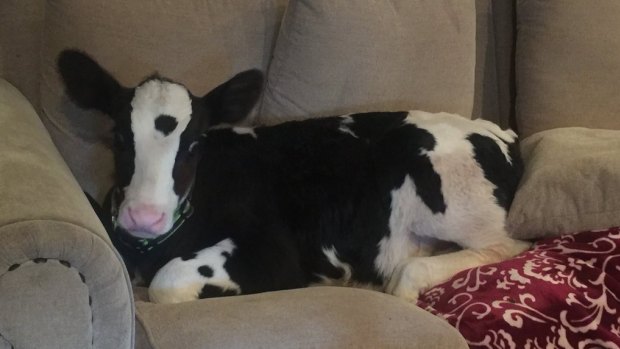 Goliath the cow, who thinks he's a dog, makes himself at home on the couch.