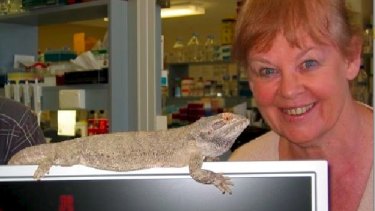 Professor Jenny Graves of Latrobe University is collaborating with BGI and the University of Canberra to find out more about dragon lizards. 