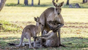 Hervey Bay photographer Evan Switzer captured a kangaroo mourning the loss of its mate in the wild.