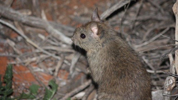 Dominant female stick rats rule their stick castles – while males try to woo them with offerings of flowers. 