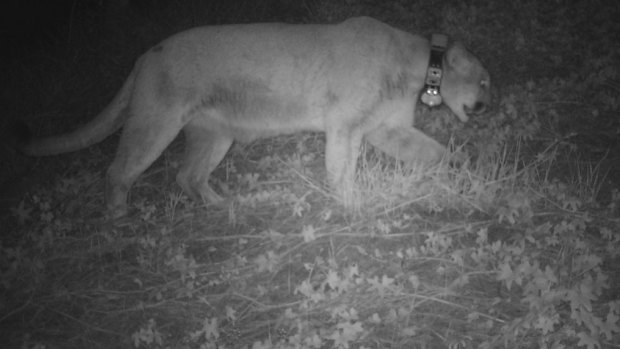 Surveillance shows P-22 on the property of the Los Angeles Zoo. 