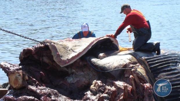 A blue whale heart has been examined by scientists in a new documentary series.