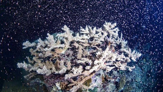 Corals fertilise billions of offspring by casting sperm and eggs into the Pacific Ocean off Cairns.