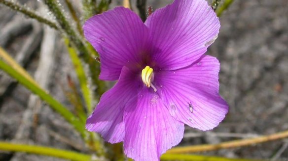 The rainbow plant is part of a group called 'fire ephemerals' because seeds need fire to germinate. It survives by catching and digesting insects. 