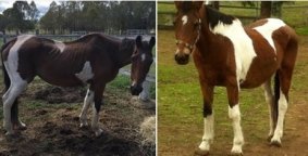 A before and after photo of one of the rehabilitated horses at the charity.